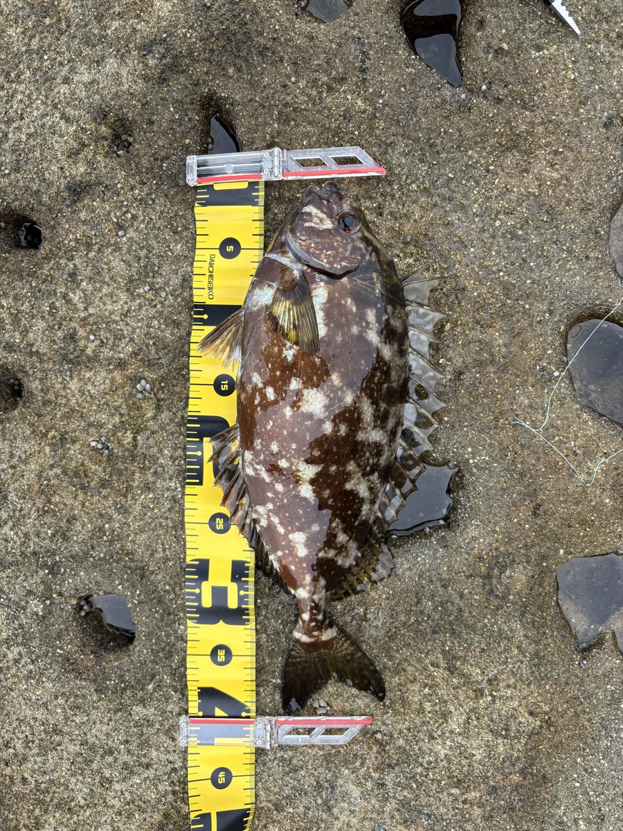 久々のふかせ釣り
腕めっちゃ疲れた