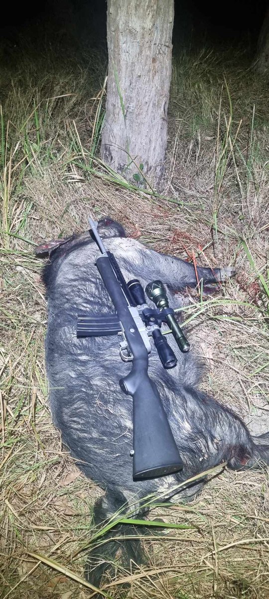 CanePigQLD's tweet photo. Dogs did well to finish out the week with this fella last night he'd be around 100kg, give or take. cleaned up two dozen mob pigs/footballs this week while my farmers have been cutting cane nothing went over 40 kg 😂 but perfect time of year to have a clean up. #canepigqueensland https://t.co/83PtUOFQxg