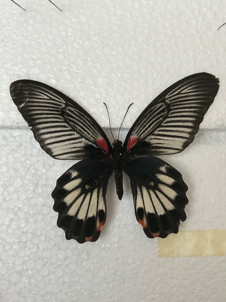 これはだいぶ上手くできた！