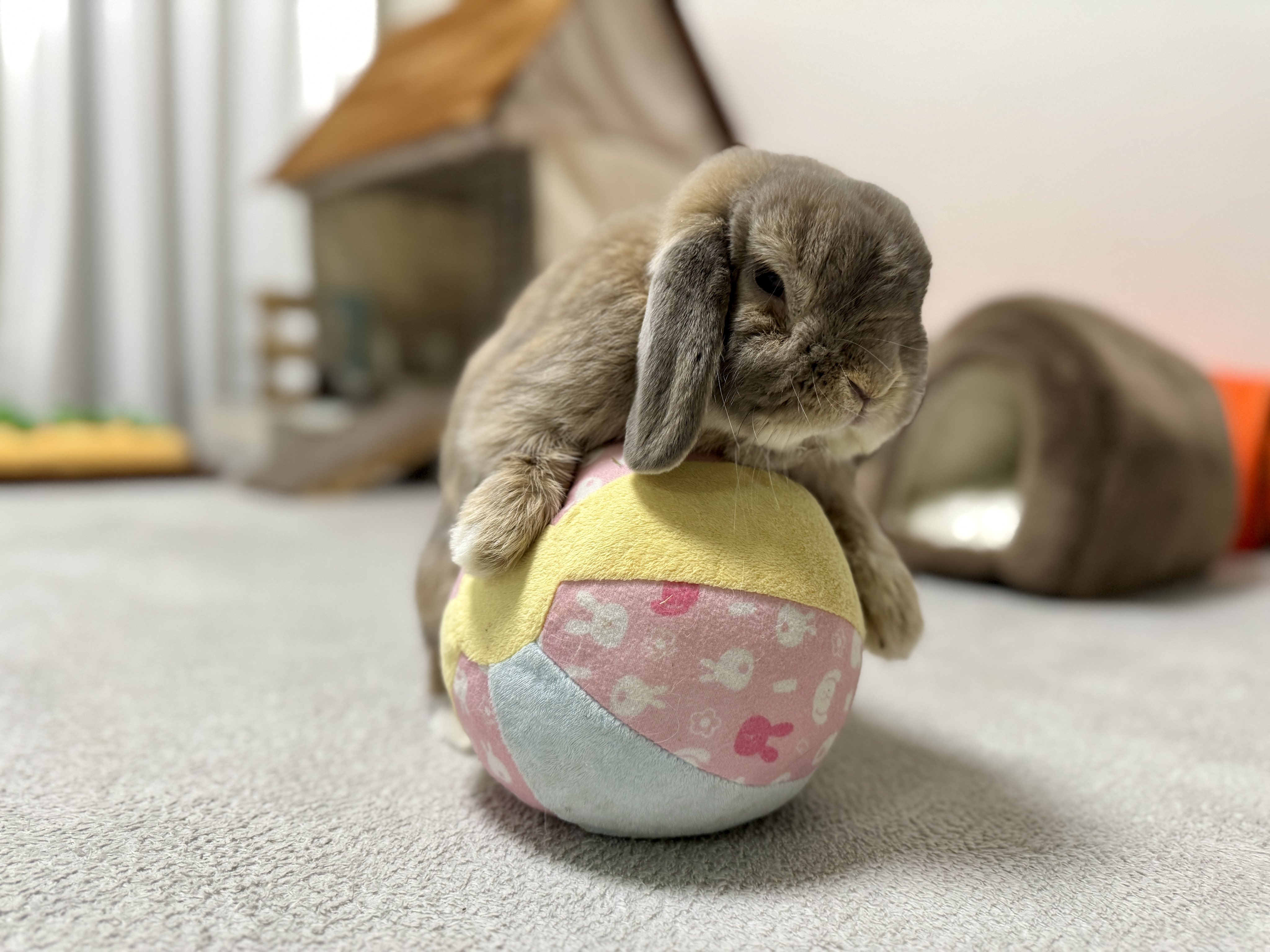 ドレミうさぎ様 ドレミうさぎ様