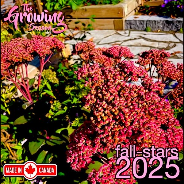 Fall colour on our leaves thrill and amaze us, while flowers such as tall sedums and asters add colour and food necessary for bees’ winter survival.  Join The Growing Season for their Fall-stars 2025 Show on October 5 at 9:00am  @vistaradio.  Enjoy! growingseasoncanada.com