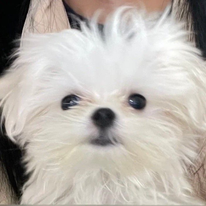 imjipeu's tweet image. #이거지성