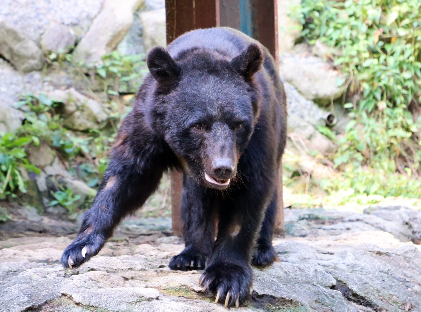 動物園学 動物園学 | 村田 浩一, 楠田 哲士 |本 | 通販 | Amazon