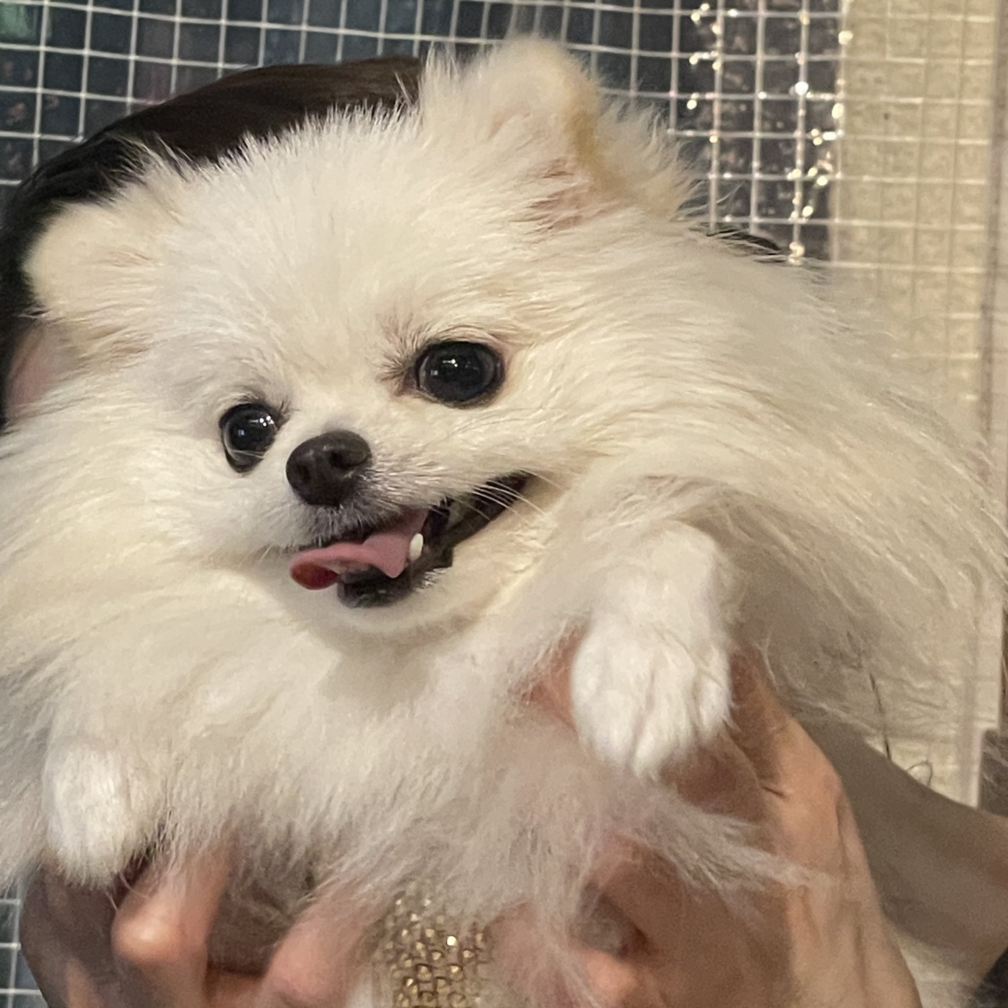 ぽめらにあん様 確認用ページ ポメラニアンのえま🐶🍼‎🤍 on X: 