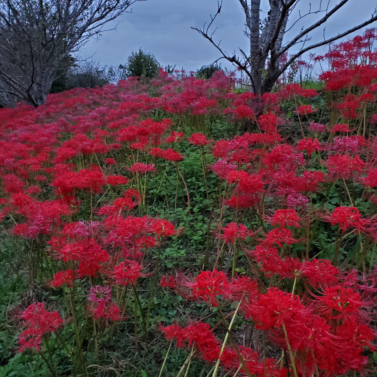 後半は丑御前で彼岸花～！
昨日やる予定だったけど、今日できて良かった😭
#しぞ～かロケ隊