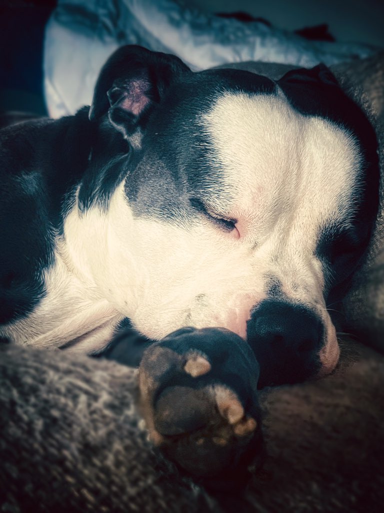 #Ragnar hat den Sinn des Sonntags verstanden.

Mahlzeit, liebe Liebenden ☕️ 🍜