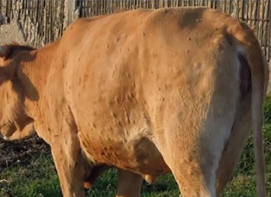 DNC : un foyer confirmé en Espagne près de la frontière française dlvr.it/TNThL0