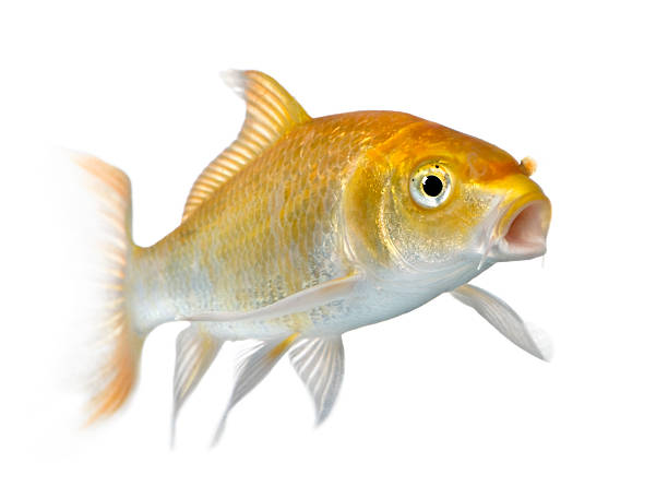 Goomskzy Octzypwzy tweet media