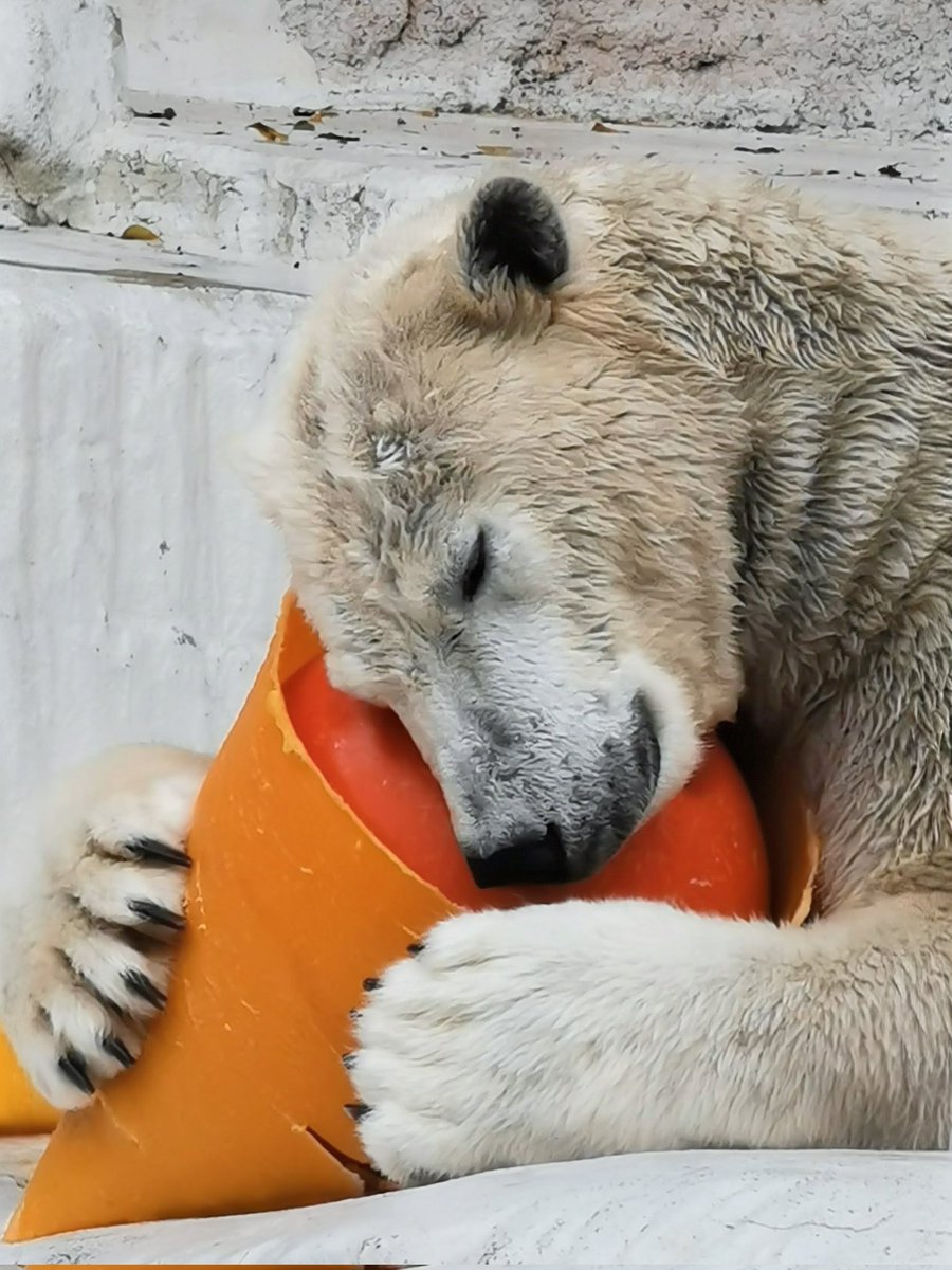 Jhonlennon777's tweet image. #天王寺動物園🍀
#PolarBear✨
#ホウちゃんと日曜日💕

　お昼過ぎから　天王寺動物園

　　結構　雨降ってたけど

　帰りは　晴れて来たな。

　　良いショット👍撮れた！