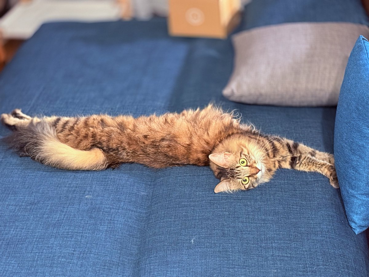 長さアピール

#今日のにゃとぴ  
#猫のいる暮らし𓏲𓎨 #cat 
#ねこかわいいね