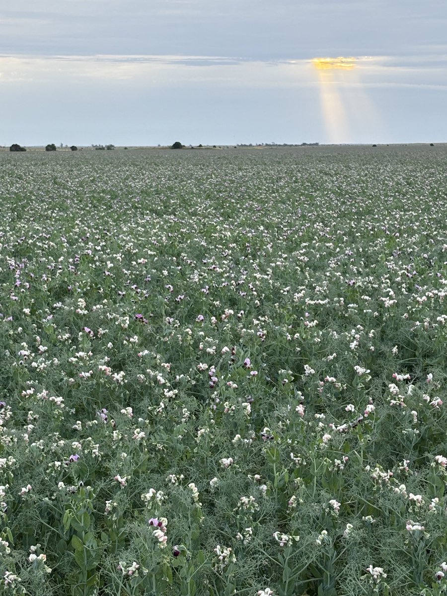 Over 30 % and still got flowers maybe the next week will tell a different story