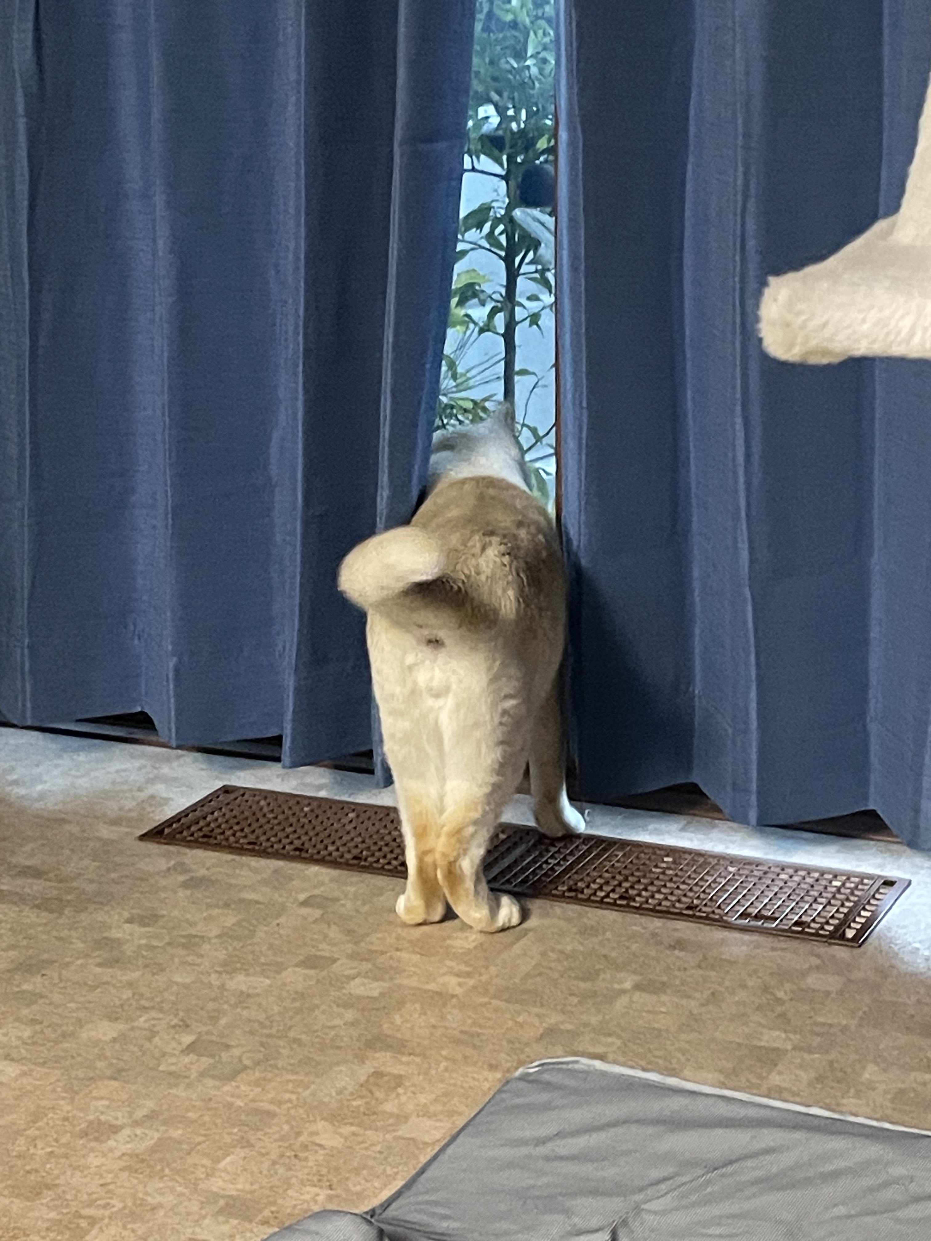 カーテン meme Amazon｜SAMAU ミラーレースカーテン 花柄 おもしろ レース