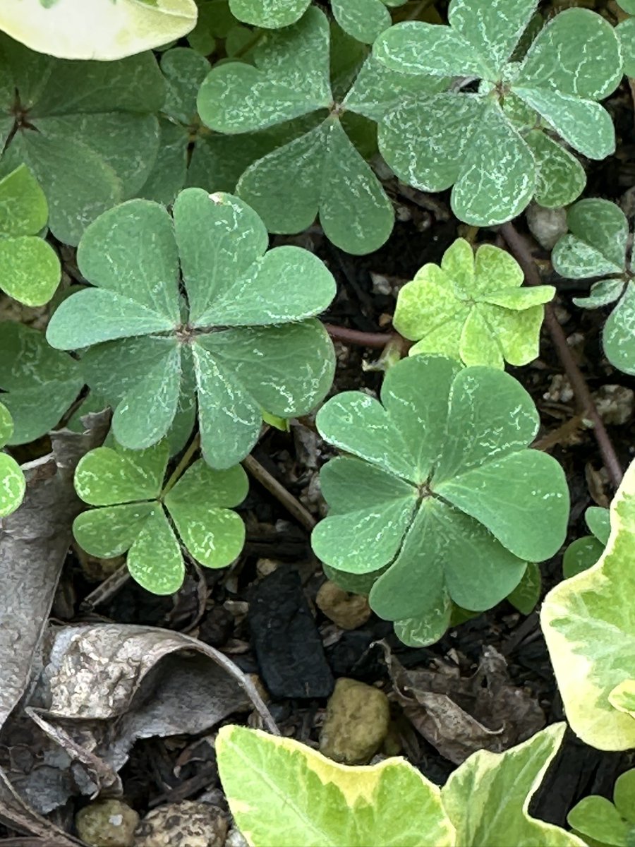 bz7ab's tweet photo. 🍀🍀みんなに良いことがありますように！ https://t.co/JpbOBc8yhE