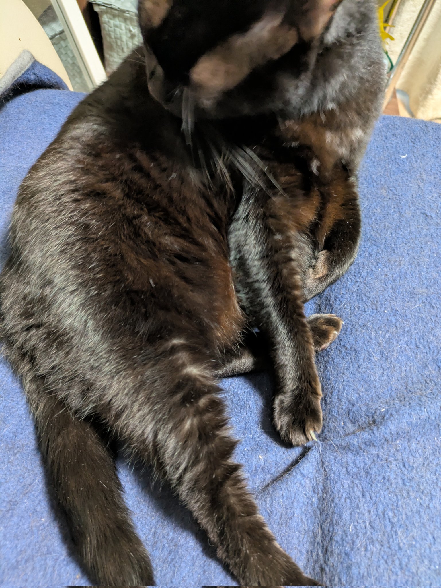 猫　毛づくろい maxresdefault.jpg