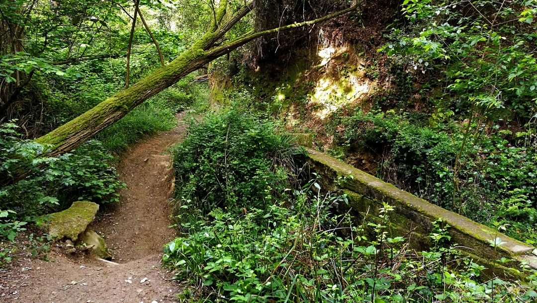 joanmoya_'s tweet image. Collserolejant – Una manera de víure estímant collserola  . Renovant la web #collserola #projectes #natura #catalunya  collserolejant.com