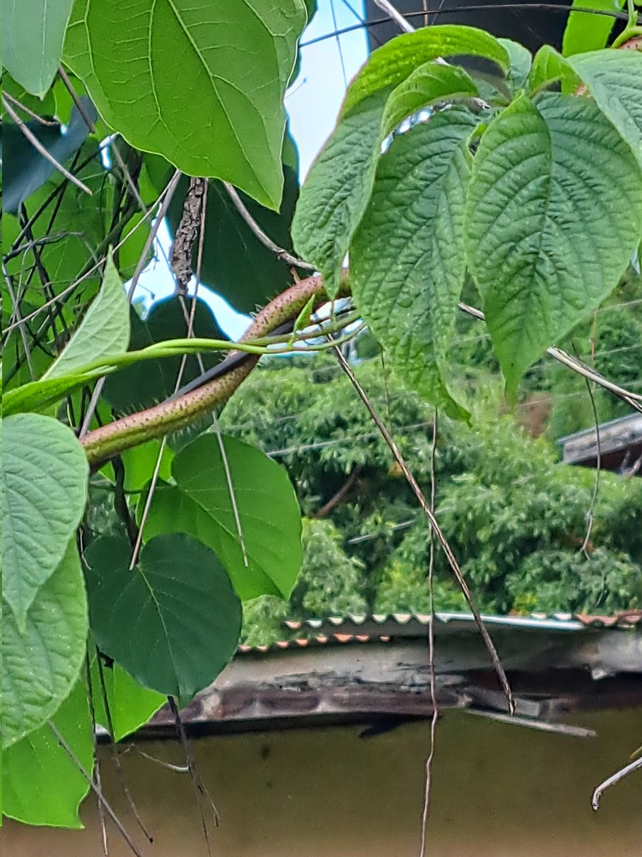 tikudz's tweet photo. #photography #trinidadandtobago #a53
Vine embracing wire. Taken 1 october. https://t.co/ahSI34iqUe