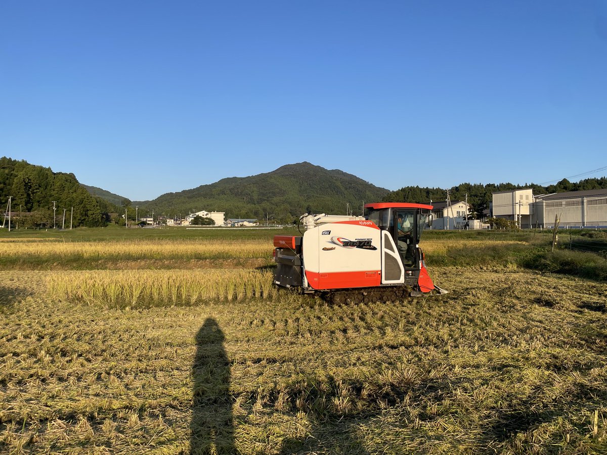 コンバイン刈りは金曜日に。天日干しの分は今日なんとかハセついた。
来週木曜以降に本番稲刈りかなぁ。
