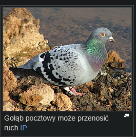 quantumhd1337's tweet photo. Witamy ponownie @Play_Polska Ja wiem że zaimplementowaliście już gołębie do transmisji pakietów w waszej sieci. IPoAC. 
Weźcie naprawdę się za to zgłoszenie i skończmy tą żenadę 325161975

Tym czasem ponownie zapraszam na live jak wywala waszą sieć :D
https://t.co/DOezZxjREA https://t.co/Jbxyv6tOEK