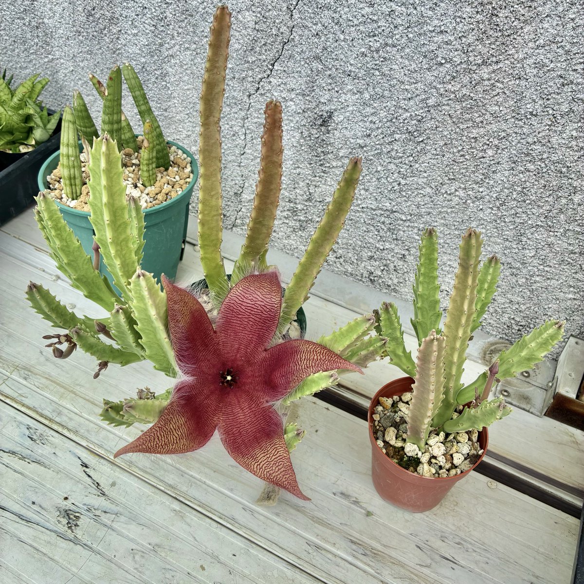 今日の多肉植物🌵
オオバナサイカク（スタペリア ）の開花🌸