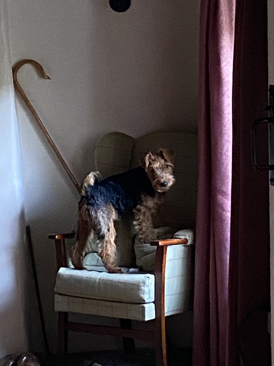 Now it is autumn the staff light a fire on a Sunday morning. 

Today they are having toasted currant T-cakes with a heavy serving of butter. 

Even though I waited patiently I did not score any! 

Back to my rabbit ear. The butler caught me trying to hide it for later.
