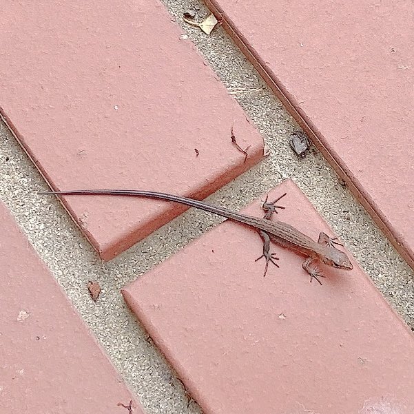 echo_s's tweet image. カナヘビいた　かわいいね