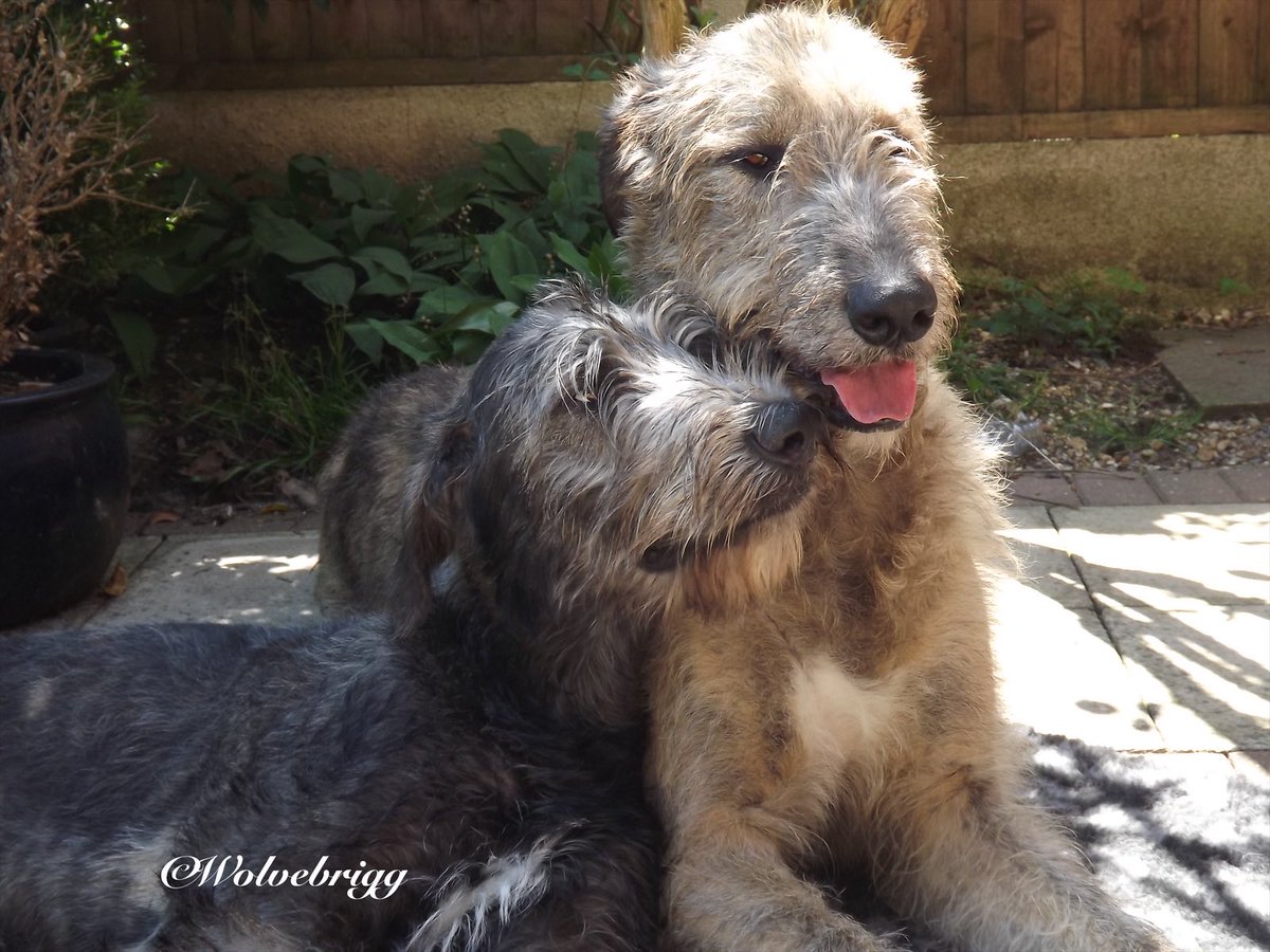 Wolvebrigg Irish Wolfhounds (@wolvebrigg) on Twitter photo Happy Heavenly Birthday to our wonderful boy Declan (on the left), when he was just a youngster, with his best friend Dermot. Such a gentle good boy, never a problem with a perfect temperament, we still miss him so very much💙 
Declan 5 Oct 2013 - 6 Feb 2023 
#dogs #DogsofX Happy Heavenly Birthday to our wonderful boy Declan (on the left), when he was just a youngster, with his best friend Dermot. Such a gentle good boy, never a problem with a perfect temperament, we still miss him so very much💙 
Declan 5 Oct 2013 - 6 Feb 2023 
#dogs #DogsofX