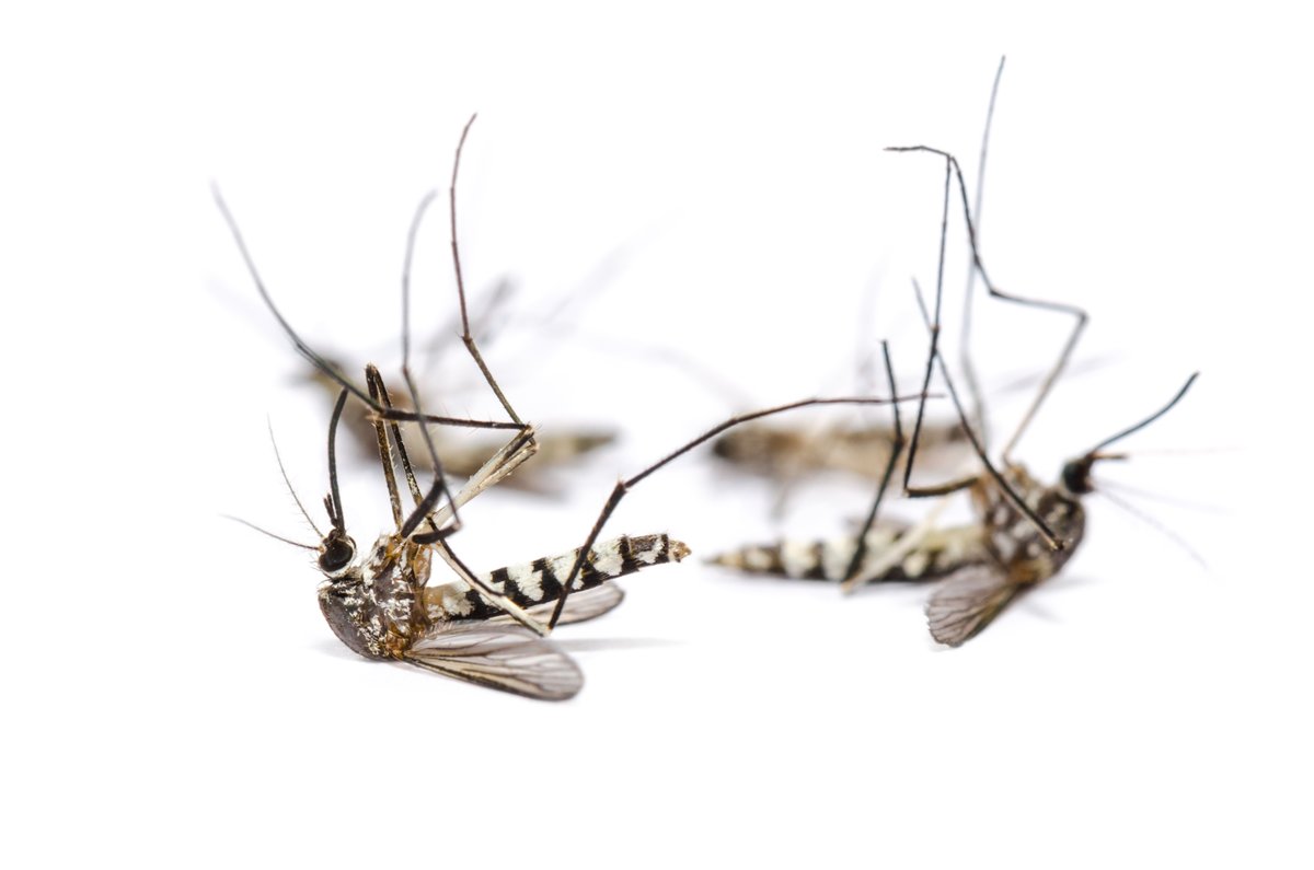 🦟 Summer pests are no match for us! Protect your backyard and enjoy outdoor fun without the bites.
 #MosquitoControl #OutdoorComfort #PestFreeLife