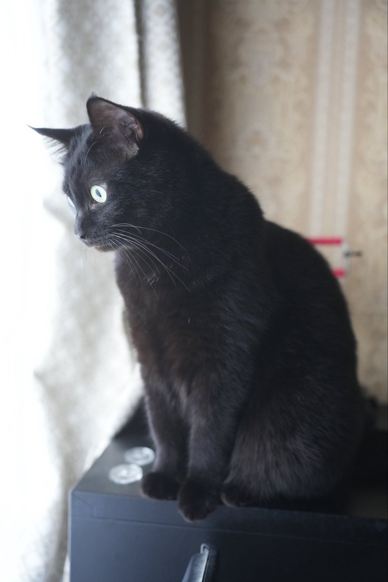oreo_blackcat's tweet image. ニャルソック。
最近はこちら側の窓が気になるようです。
#猫 #黒猫