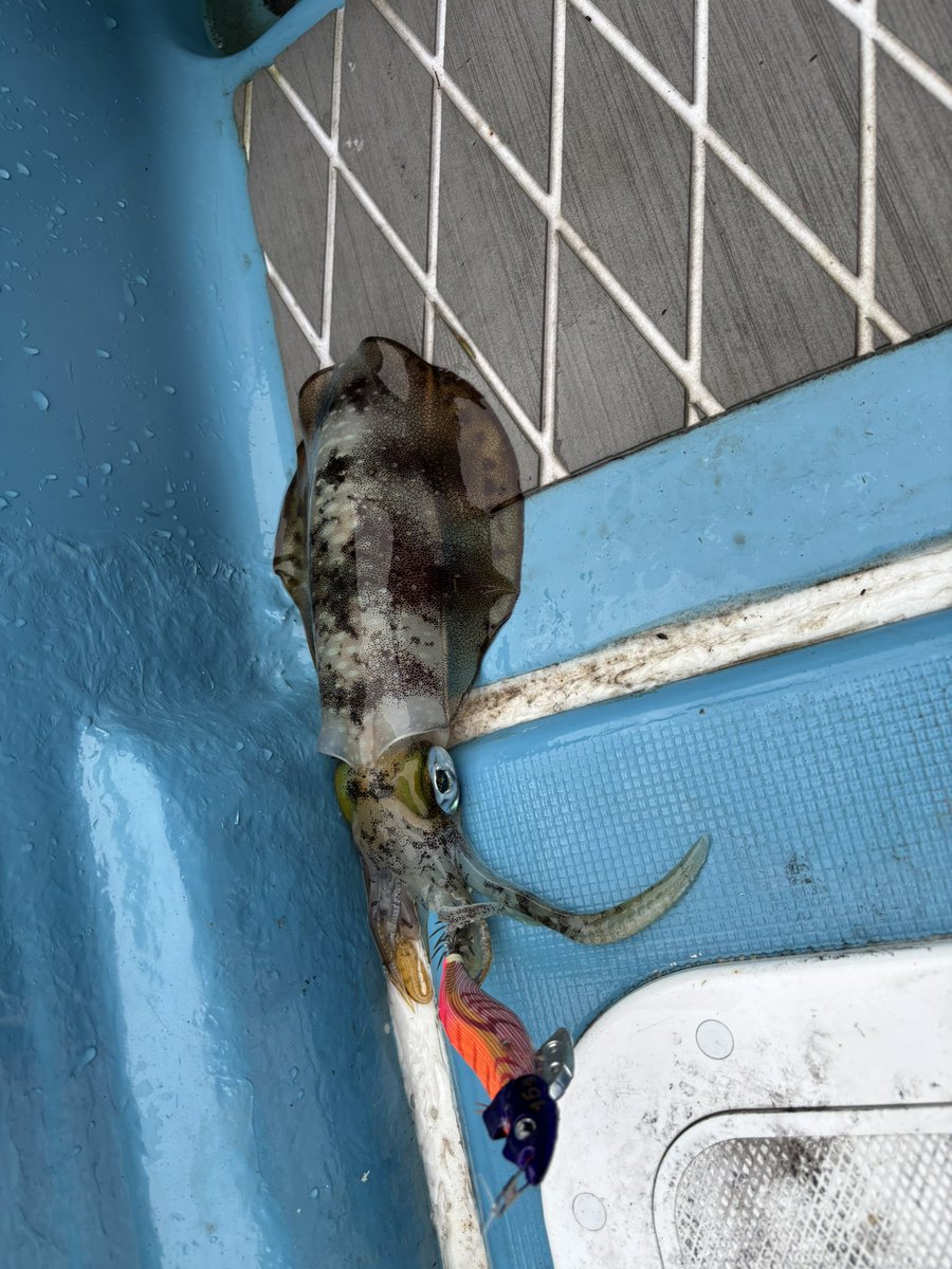 aim0414's tweet photo. 出張合間の1日休みで帰宅して朝からティップランして来ました🦑
大きい個体だらけで楽しかった😆 https://t.co/iVmWn9LVjh