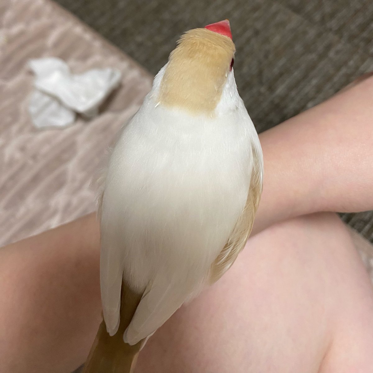 ichigomilkumai's tweet photo. すーちゃん、どんくささに最近拍車がかかっている…。手からずり落ちるし…。
今日は扉にぶつかって、コテンと倒れて数秒固まってて心臓止まるかと思った。脳の病気とかあったりするのかな…。昨日診てもらった時は異常なしと言われたけど…。 https://t.co/tIY7RT3bXB