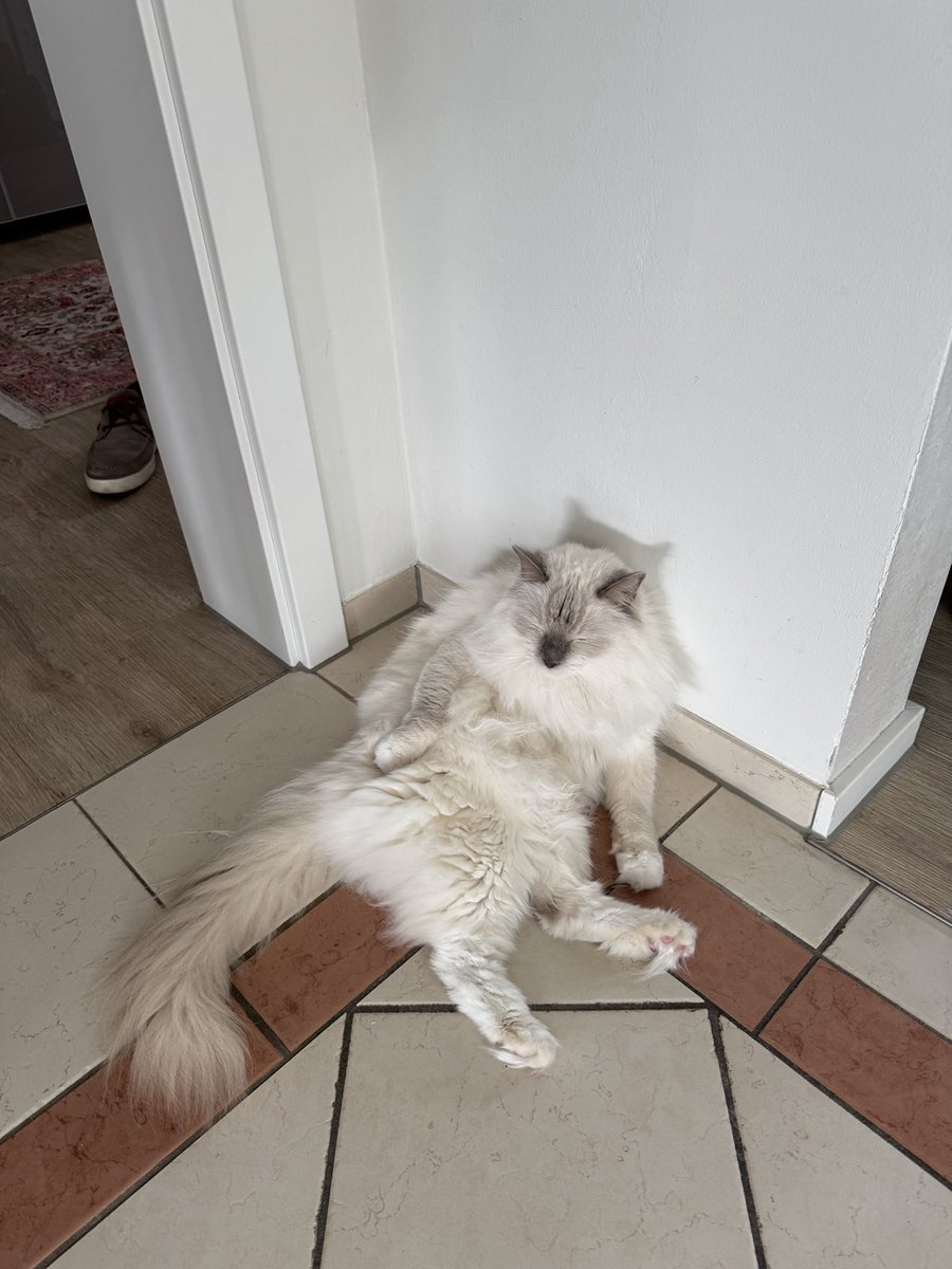 pascalwilpers's tweet image. No rent. No work. No bills. Just ZzZZzz