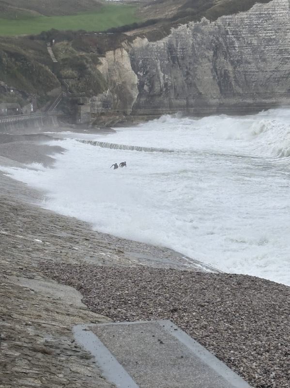 Marie Gentric tweet media