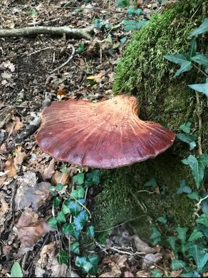 Our Find-a-fungus challenge for #UKFungusDay is still open until 10th October! This is Beefsteak Fungus - Fistulina hepatica - a large, reddish, meaty-looking fungus found mainly on old Oak and Sweet Chestnut trees. One of 20 fungi to find. Join in: ukfungusday.co.uk/findafungus