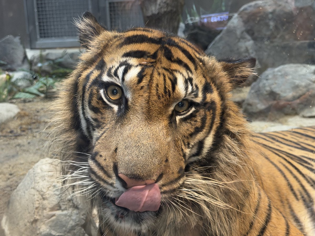 ri_xiah's tweet image. 東山動植物園にいたスマトラトラがめっちゃファンサ手厚すぎた🐯

かわいい！！！！！

#スマトラトラ
#東山動植物園