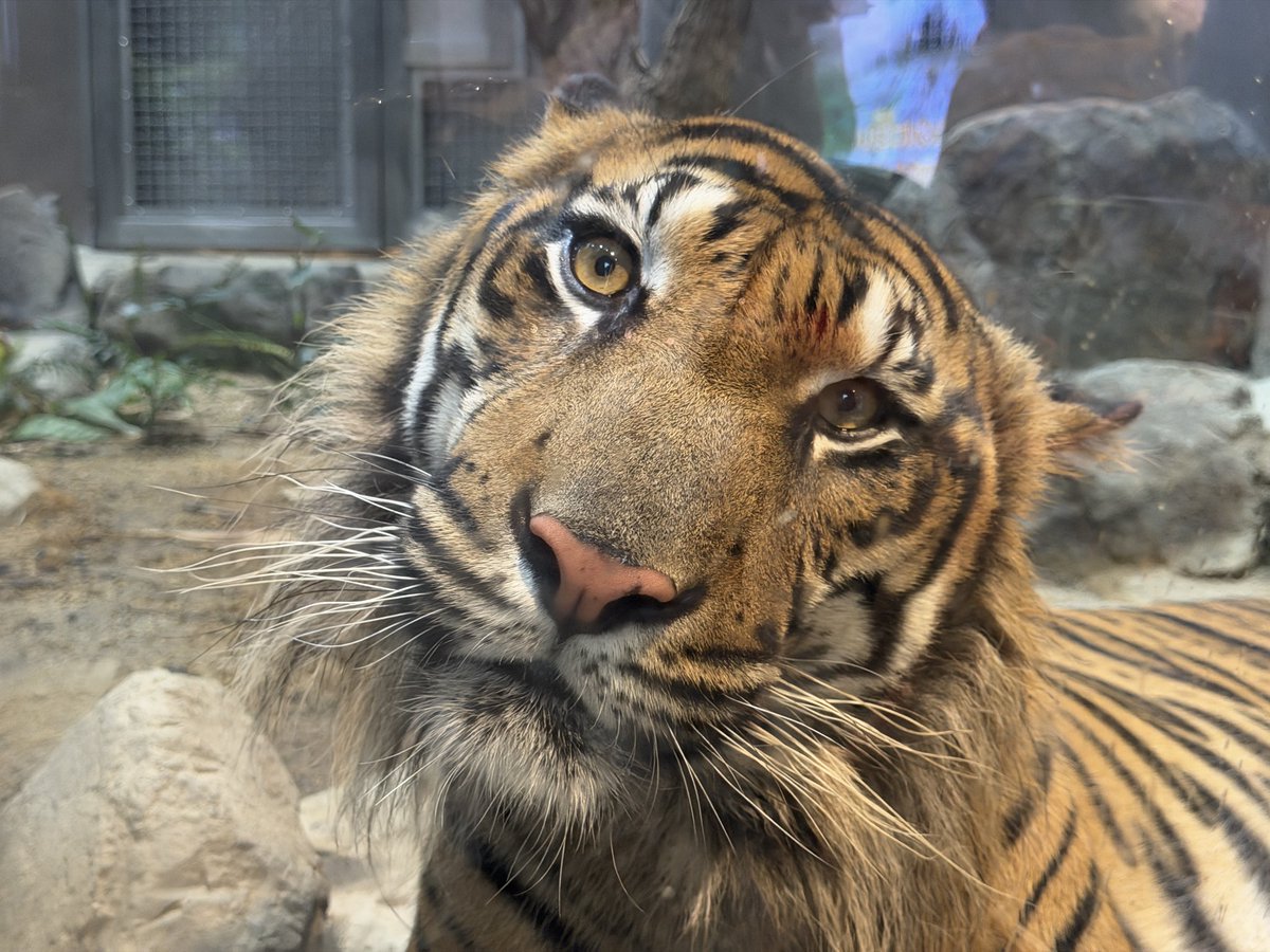 ri_xiah's tweet image. 東山動植物園にいたスマトラトラがめっちゃファンサ手厚すぎた🐯

かわいい！！！！！

#スマトラトラ
#東山動植物園