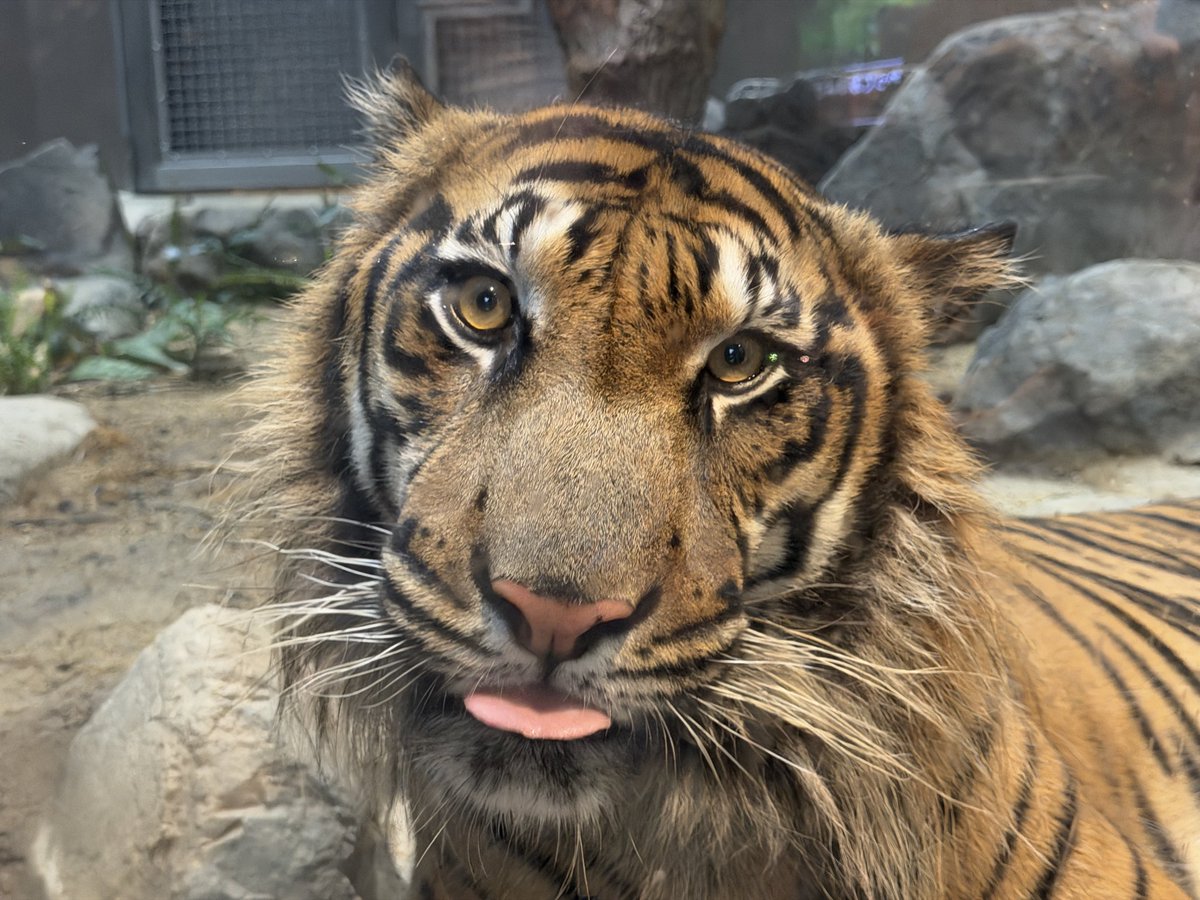 ri_xiah's tweet image. 東山動植物園にいたスマトラトラがめっちゃファンサ手厚すぎた🐯

かわいい！！！！！

#スマトラトラ
#東山動植物園