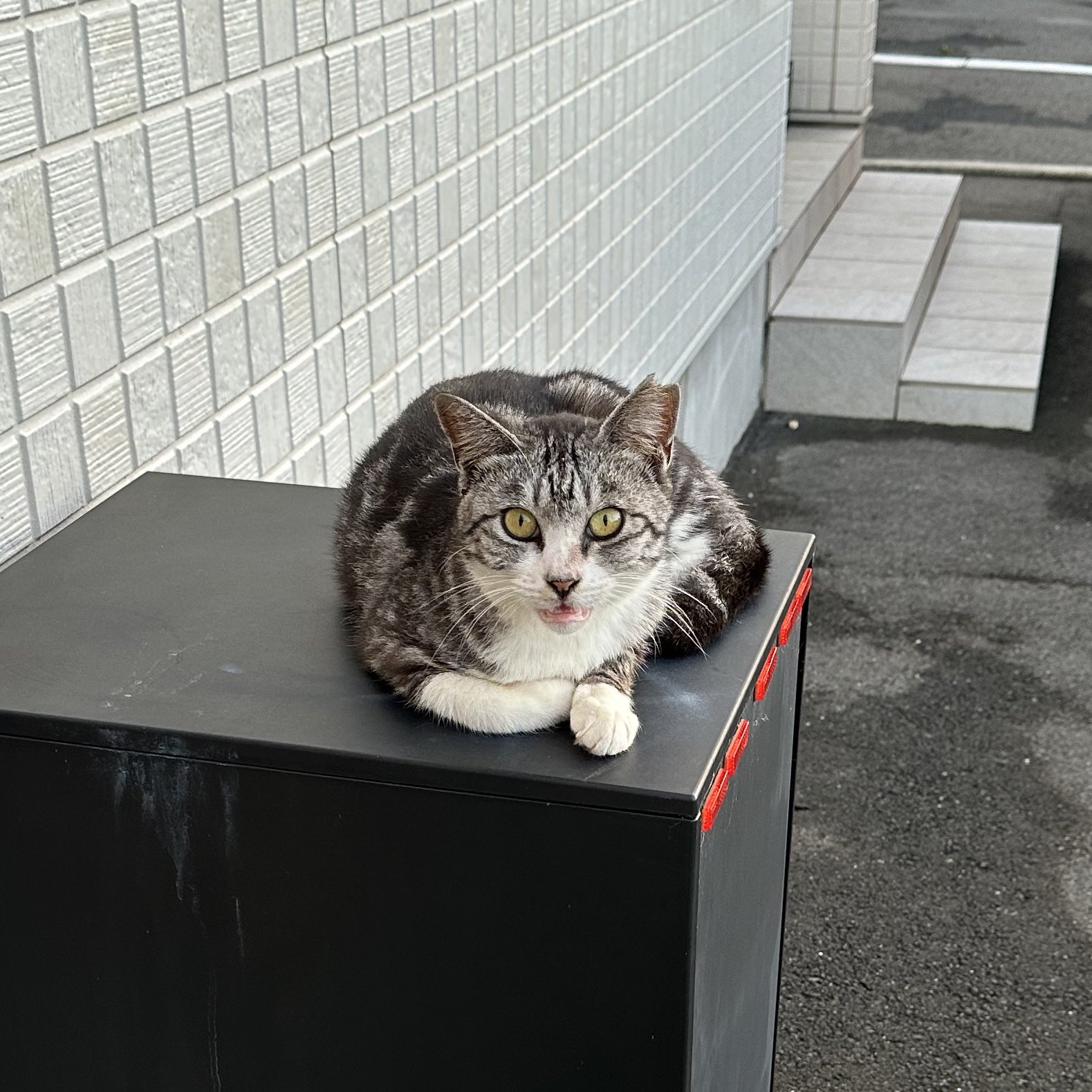 ねこ 楽天市場】QY-076【 送料無料 】 ネコ 9.5×14.5×H23センチ 素材