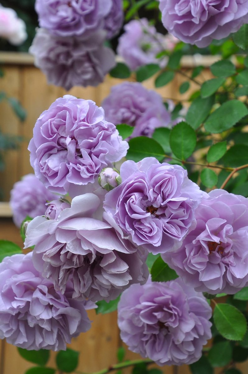 小紋　フルセット　雪輪　葉　ヒラヒラ　可愛らしい　紫色　お散歩　お出掛け　P3 くるピタ］ゆめいろガーデン サックス - 2026 東武のランドセル