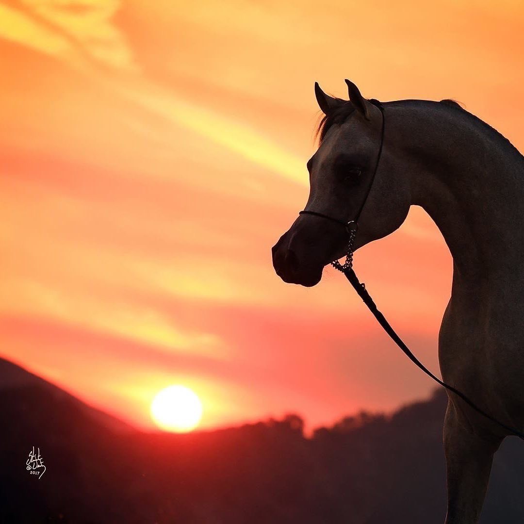 صباح الخير ثمّ .. 
"خُلقـتَ لغـايةٍ عُظمىٰ فلا تغفل
فَفيكَ مَناجمُ الإنجازِ بل و أجلّ"!