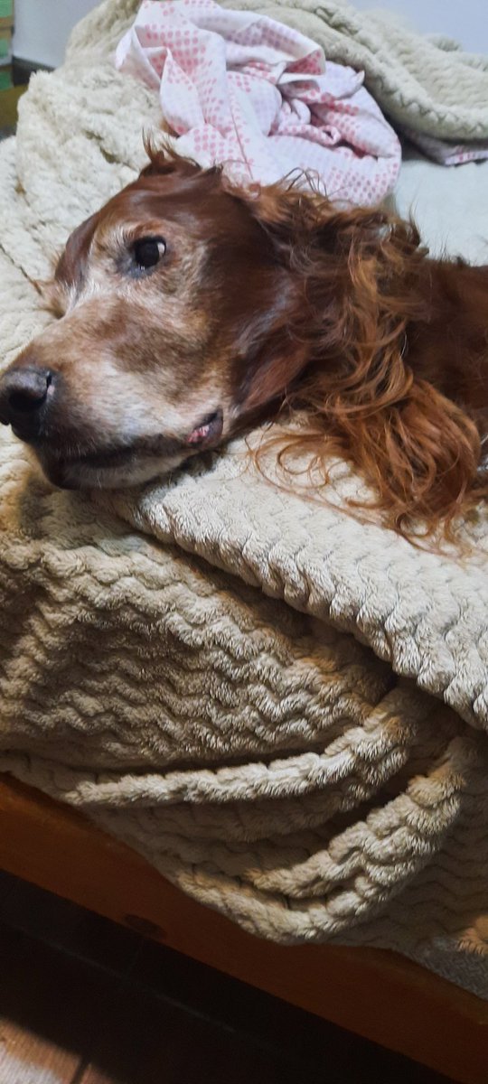 _Carlacec's tweet image. Cuando tu perro te cuidaba  a  cos, bueno se puso viejo, hoy lo cuido  yo 😖