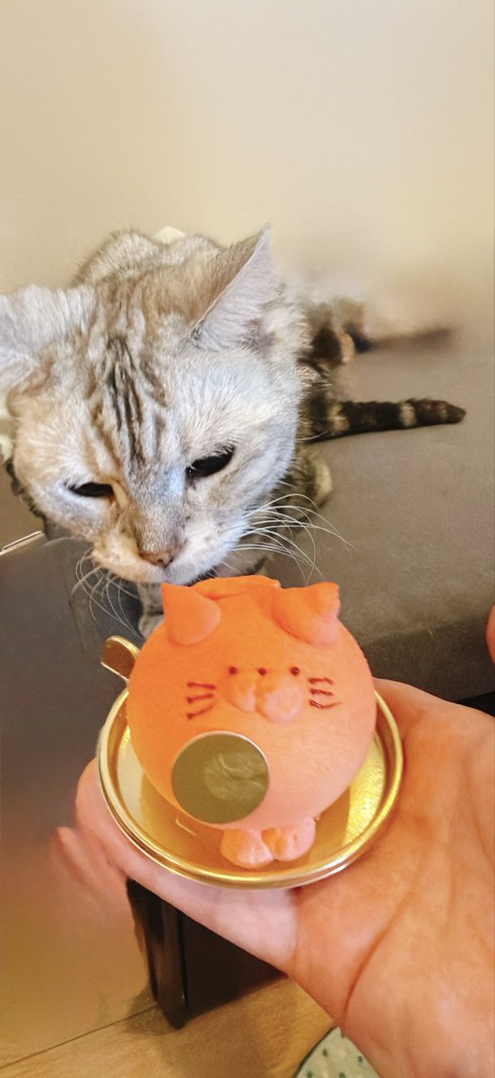spiel14's tweet photo. お店の焼き菓子を置いている棚の下にも猫の置き物！

#PatisserieDebonneaugure #パティスリードゥボンヌオーギュル
#Debonneaugure #ドゥボンヌオーギュル
#湯島グルメ
#テイクアウトグルメ https://t.co/RpW5C4kz4T