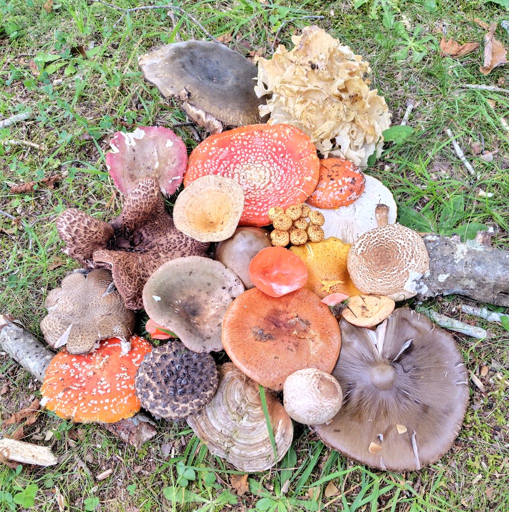 ozigibrewing's tweet photo. 小さい秋見つけてきました😊🍄🍄‍🟫 https://t.co/Ju7P3VWKsh