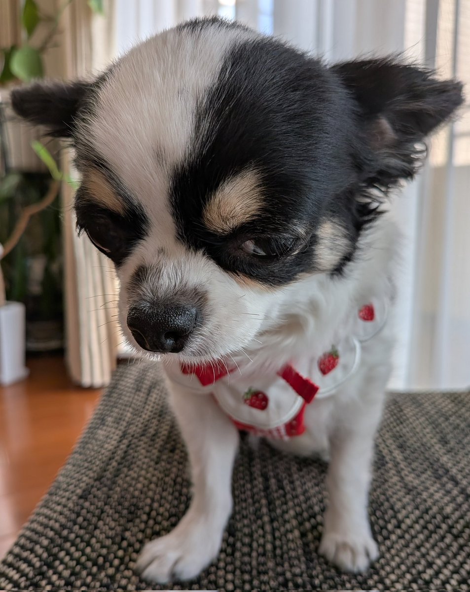 チワちゃん専用ページ 実物大 チワワ 白黒 牛柄 犬 リアル ぬいぐるみ 羊毛フェルト