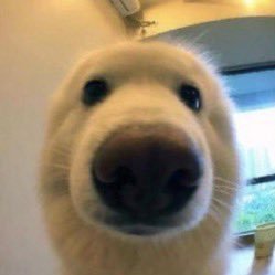 _masterboop tweet picture