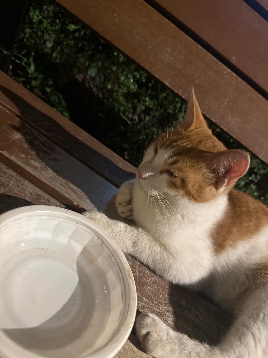 단독 임보처 급구해요 ㅠ ㅠ ( 추석에 하는 병원이 없어서 갈 곳이 없어요) 10개월 추정 남아 개냥이인데 누가 공원에 버린것 같아요 ㅠ. ㅠ 첨보는 사람 무릎위에 앉아있어서 어쩔 수 없이 구조했어요......