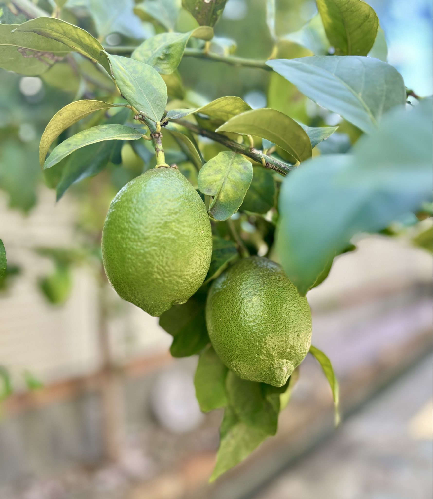 れもんの日 - Cerca / X