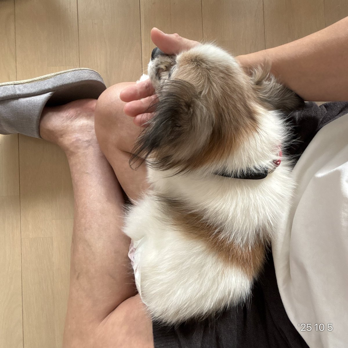 ★パピヨン⑱〜㉖★ パピヨン 上