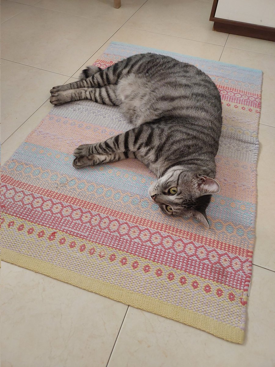 משמרת בוקר: כל בוקר בסביבות חמש חתולי יוצא לחצר וחוזר בערך בשבע עייף מאוד.