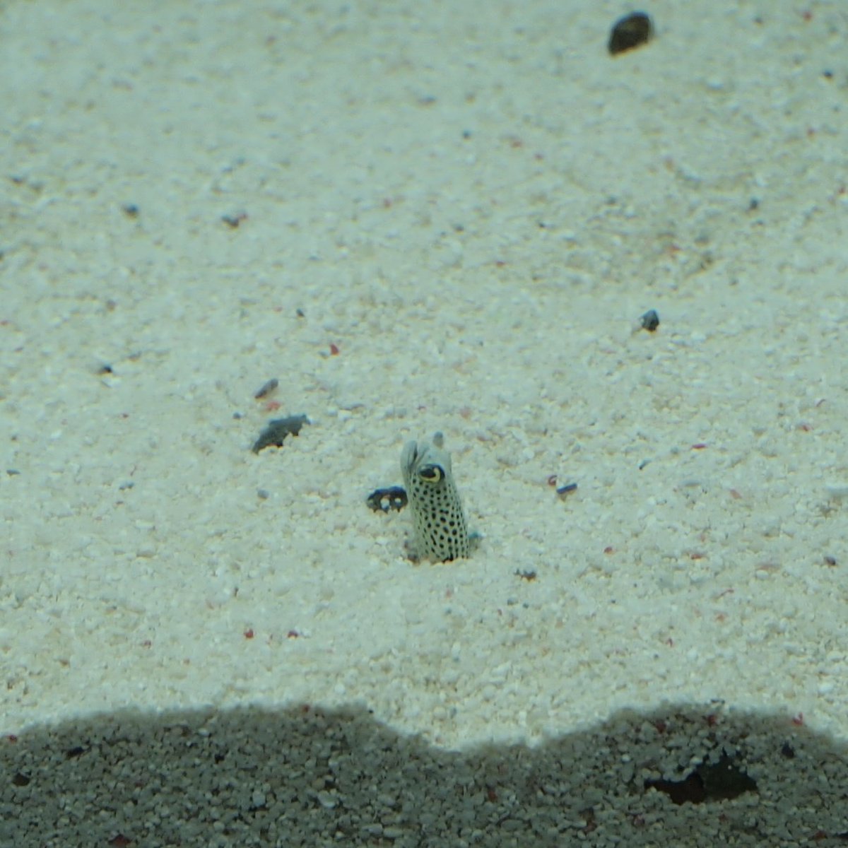 ちんあなご様 Qset 錦木千束 チンアナゴVer.