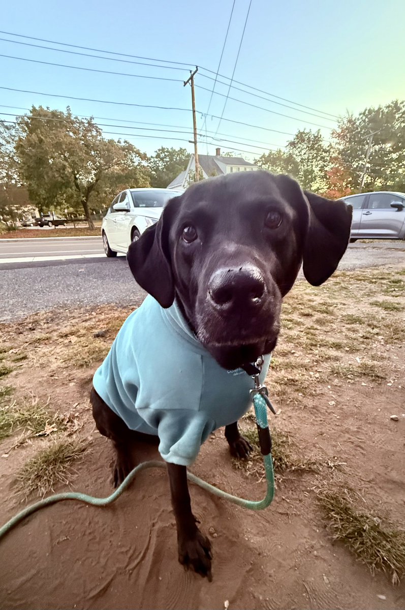 bex419's tweet photo. When your doggo loves @comfrt as much as you do https://t.co/fz0vtuM9VR